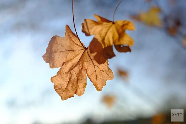 Komende week grotendeels droog herfstweer