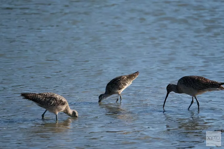 Meer ruimte voor weidevogels in Zuid-Holland