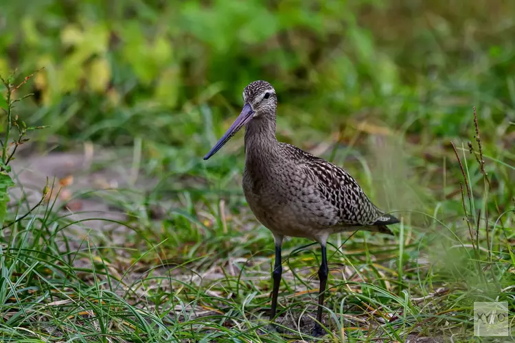 Acht ton subsidie inrichting boerenlandvogelgebieden Zuid-Holland