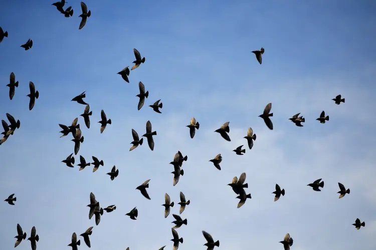 Drie vogelavonden in het ANWB-gebouw